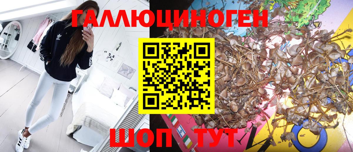 Галлюциногенные грибы Psilocybine cubensis Краснокаменск